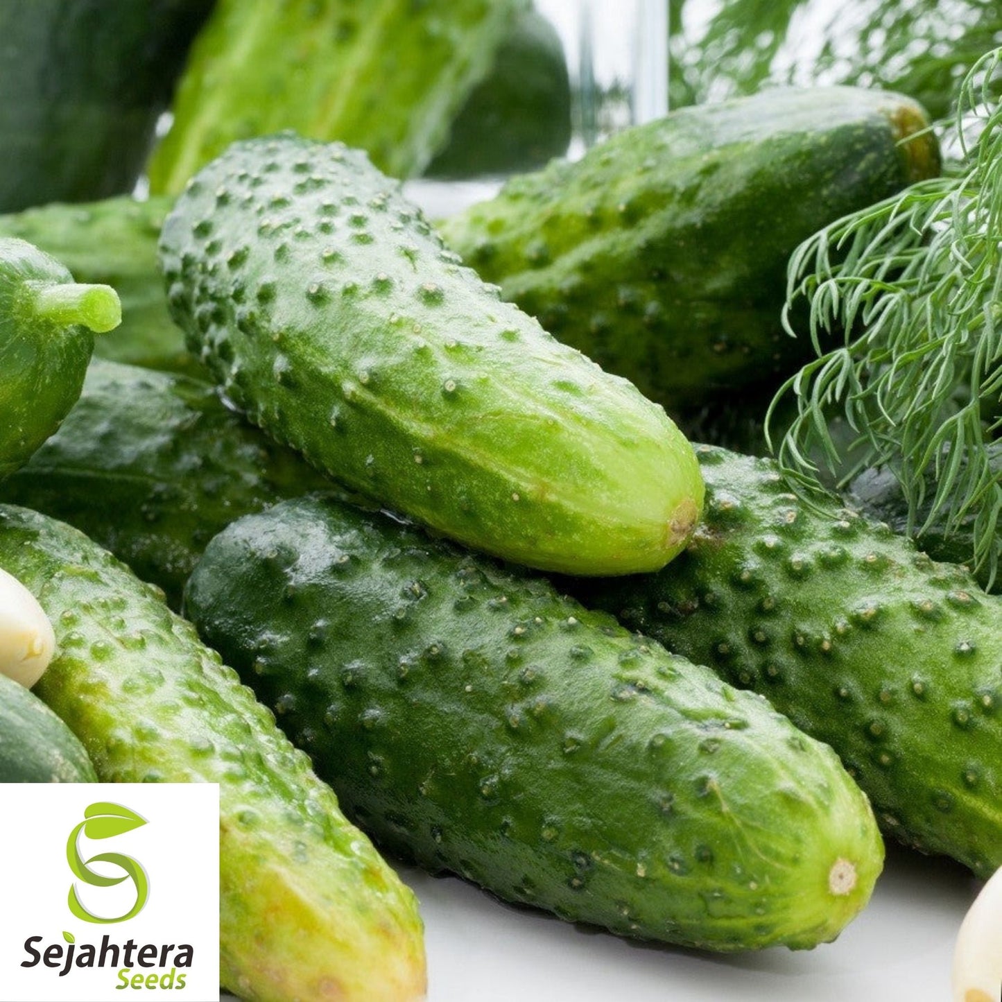 Boston Pickling Cucumber Seeds 60+ | Vegetable NON-GMO USA