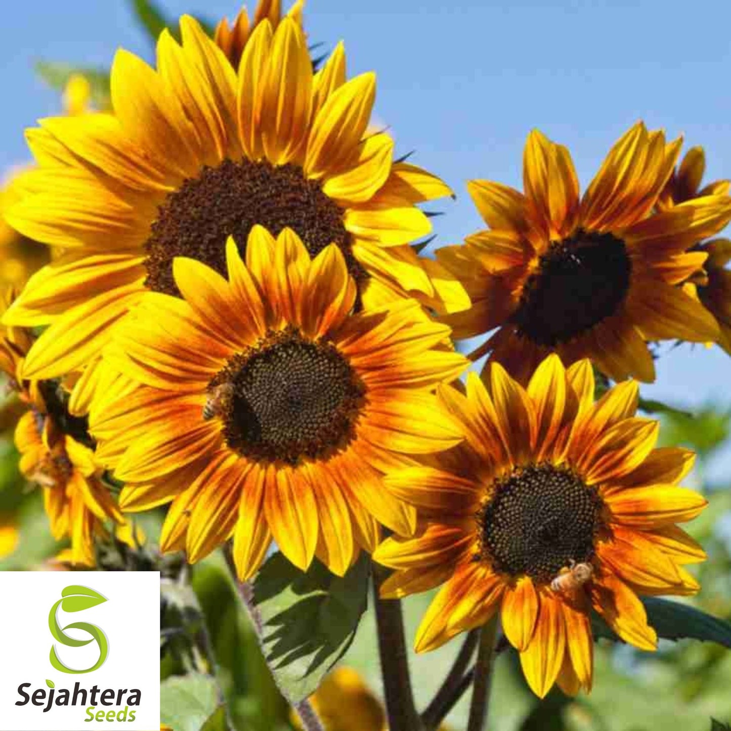 Black Oil Sunflower Seeds - 100+ Heirloom, Non-GMO, High Yield & Fresh
