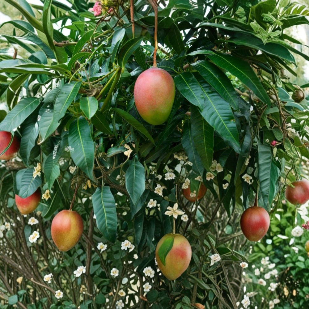 Glenn Mango Tree – Mangifera indica Grafted Live Tree | 3–4 Feet Tall | 3-Gal Size Sweet Silky Flavor | Compact & Disease Resistant | Home Garden Favorite