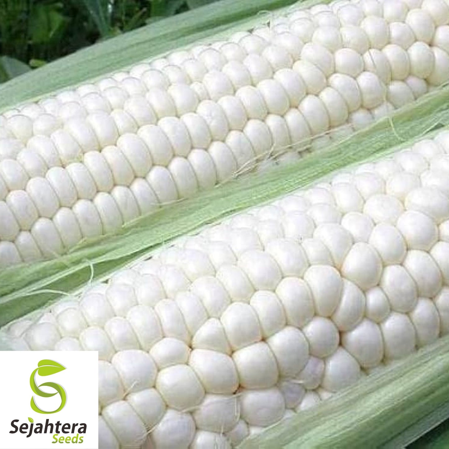 Trucker’s Favorite White Corn Seeds - 120+ Heirloom - Sweet & Non-GMO