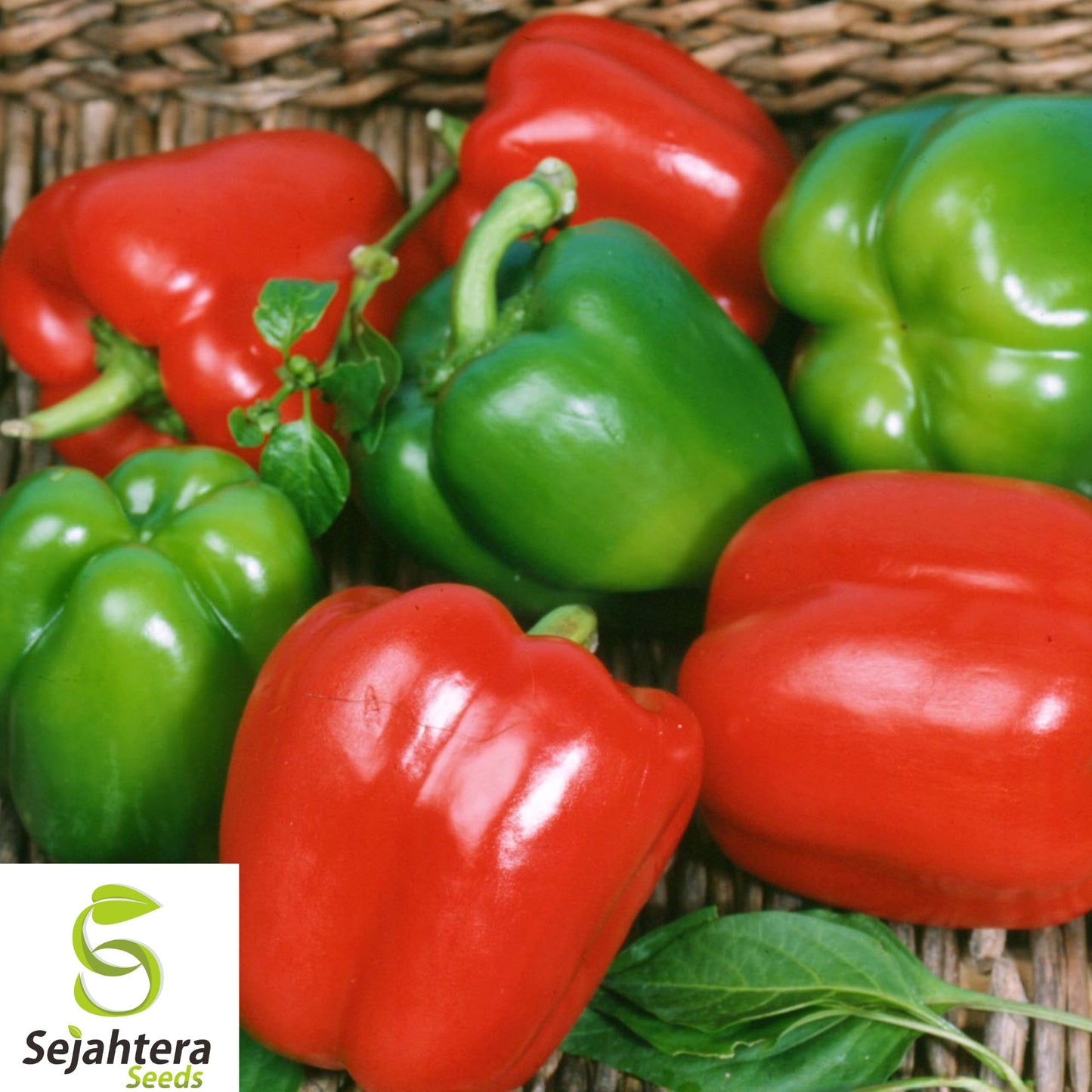 Giant Keystone Resistant Sweet Pepper Seeds - 100+ Heirloom, Organic, Non-GMO