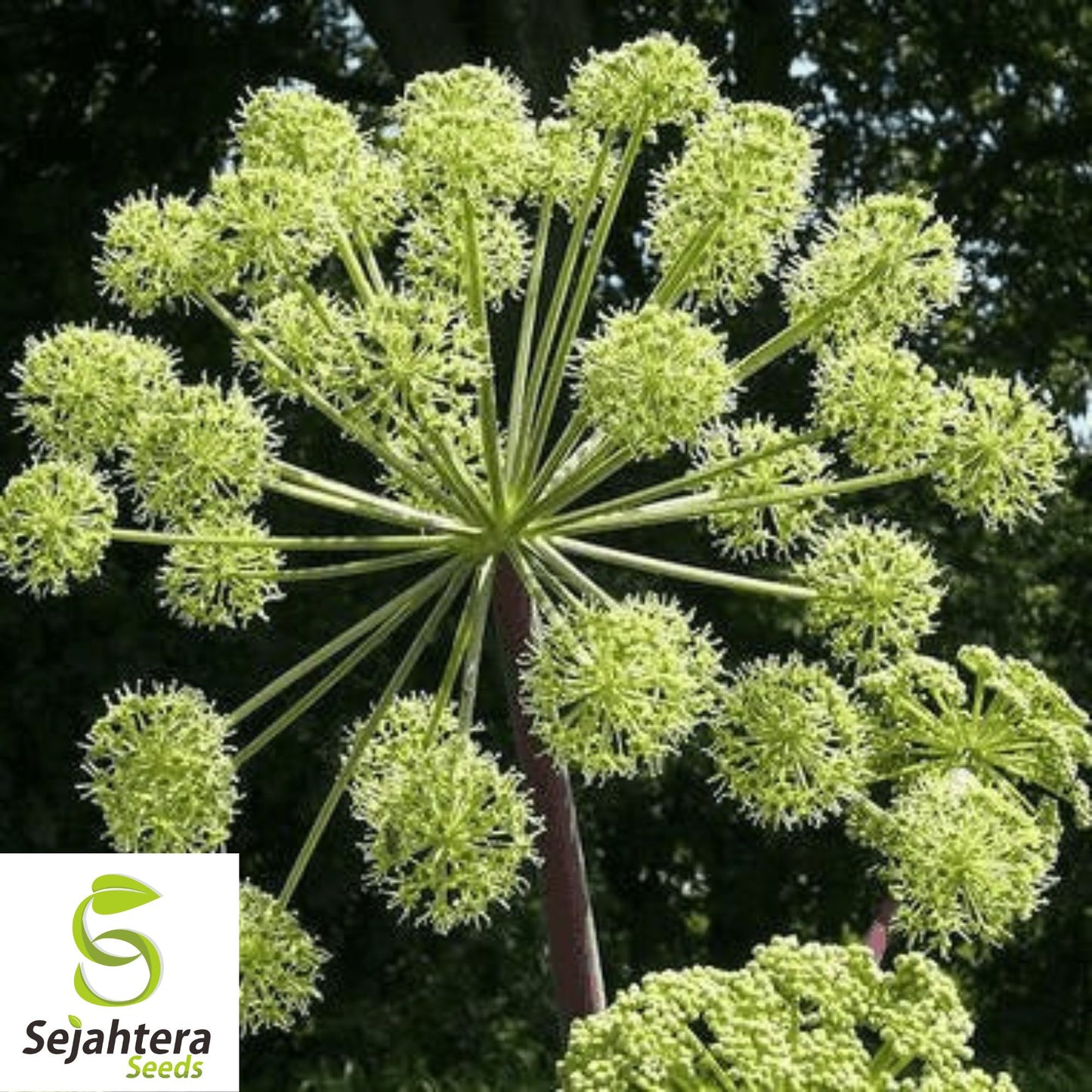 Angelica Great Seeds {Angelica atropurpurea} 80+ Seeds | Perennial Medicinal Herb