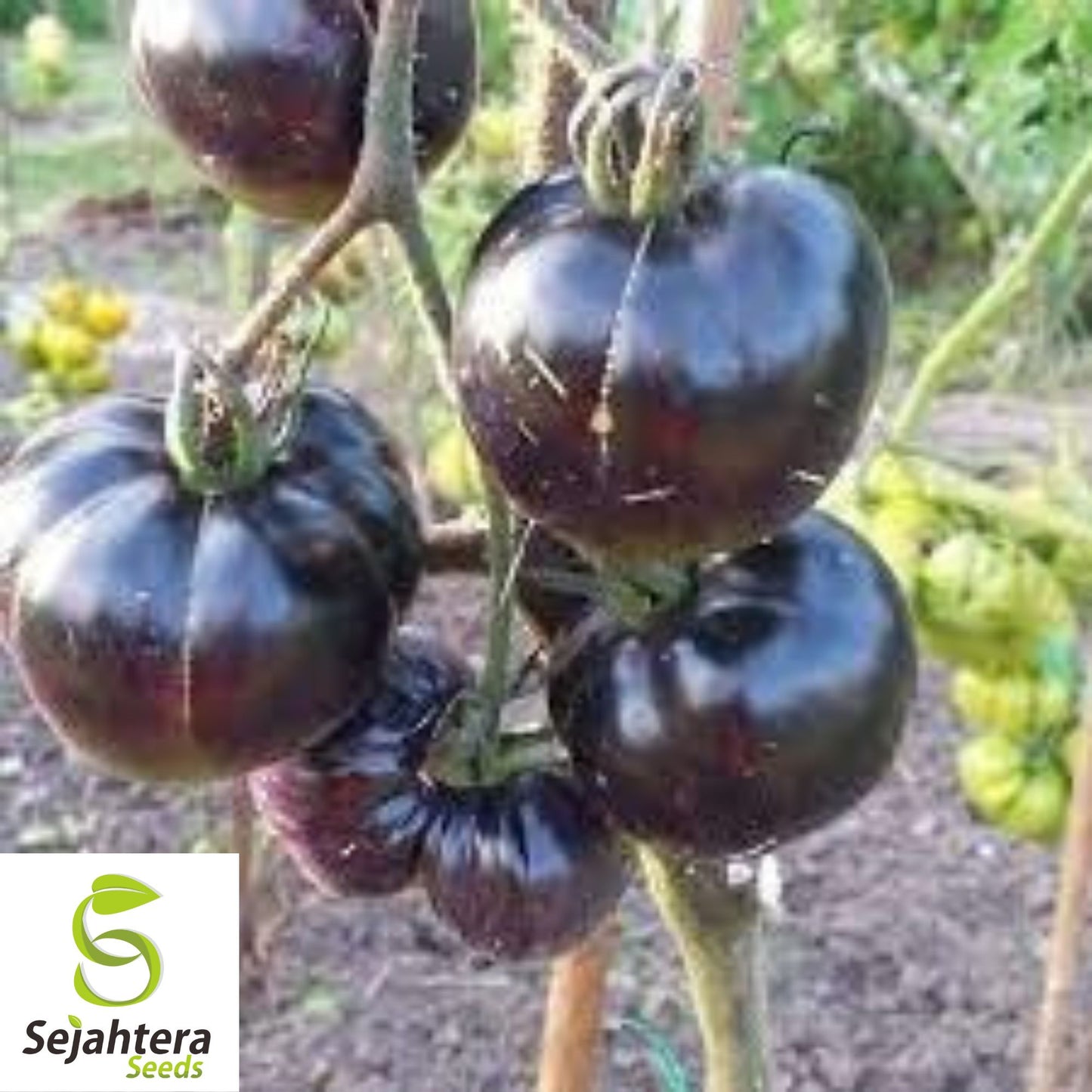 Black Sea Man Tomato Seeds - 30+ Heirloom, Organic, Rare & Flavorful
