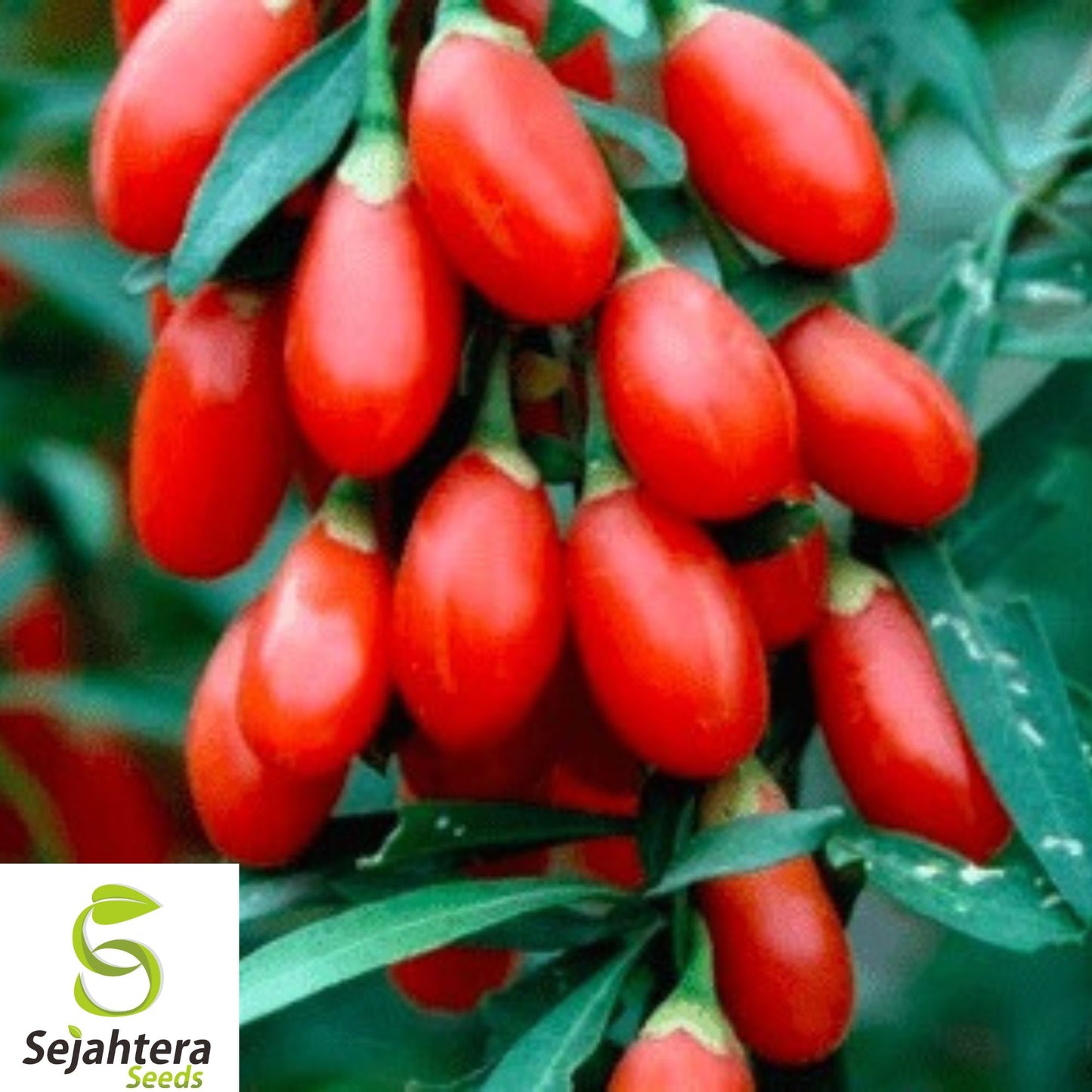 50+ Goji Berry Seeds - Lycium Chinense, Heirloom, Non-GMO, Superfood & Hardy