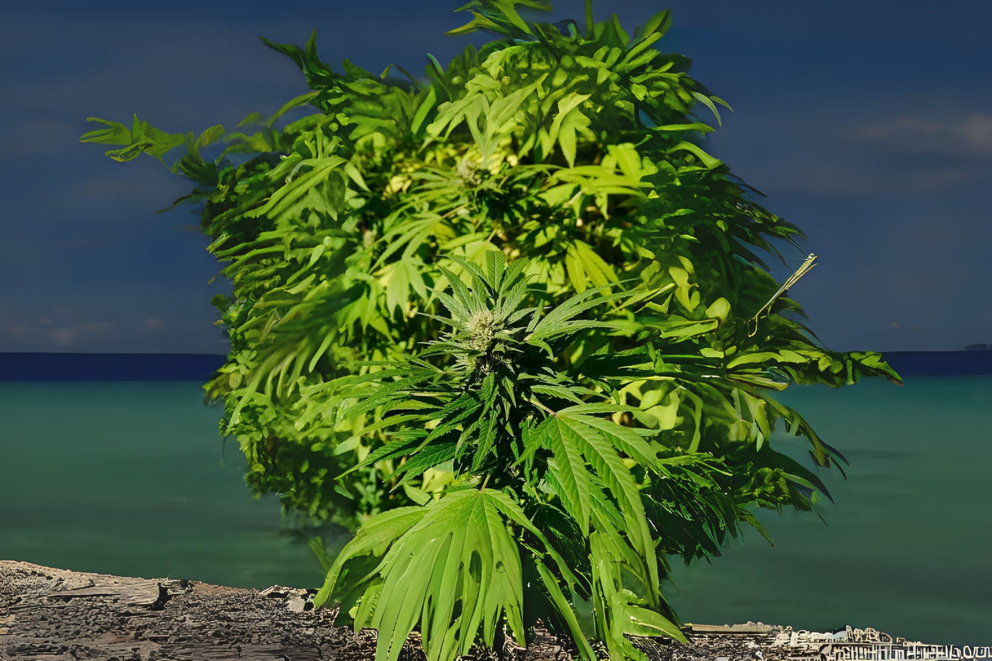Hemp (Cannabis sativa 'Fedora 17')