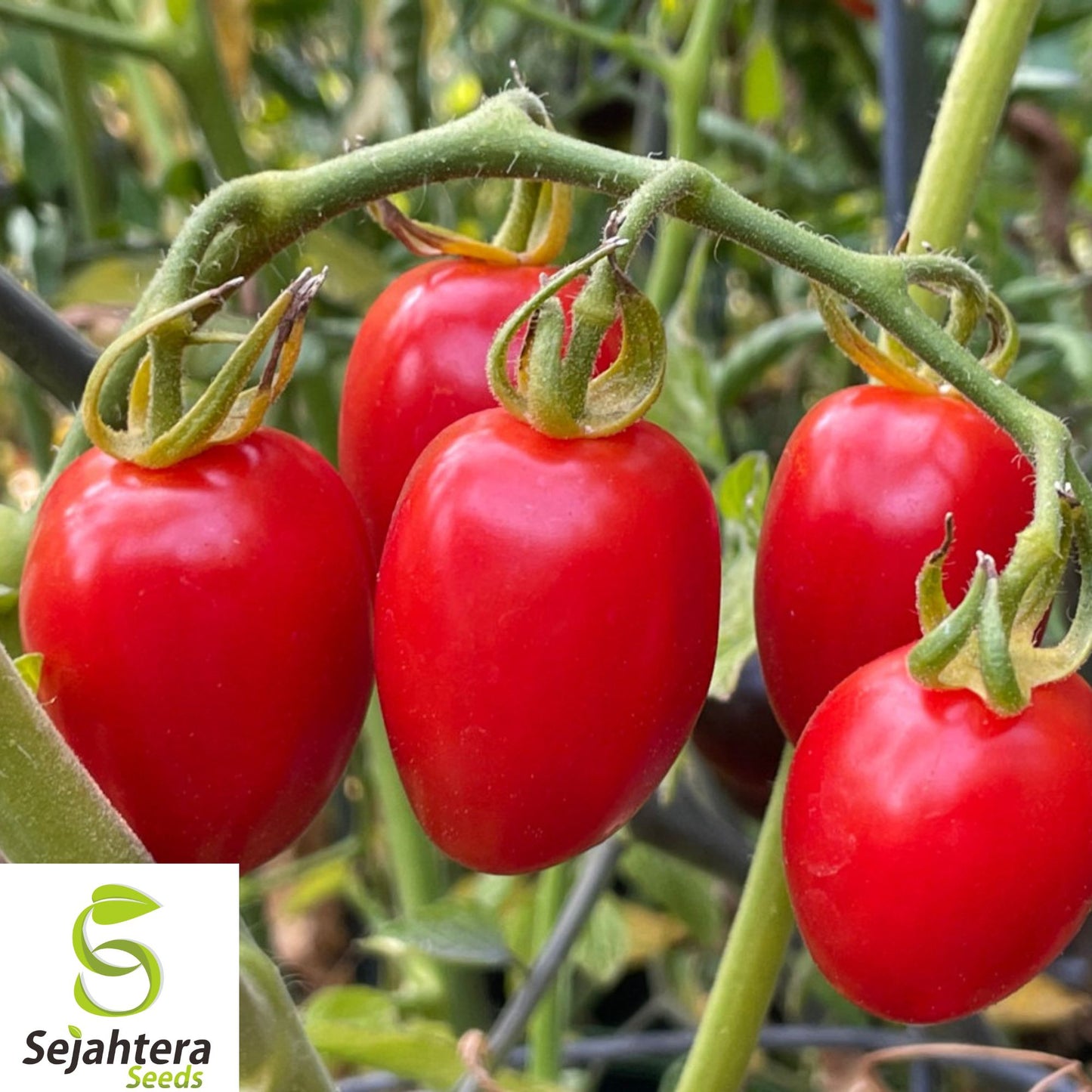 10+ Anna Russian Tomato Seeds - Heirloom, Organic, Non-GMO, Rare & Sweet Flavor