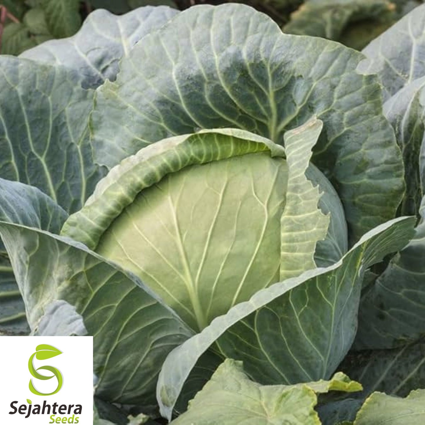 400+ Brunswick Cabbage Seeds - Heirloom, Non-GMO, Cold-Hardy & High-Yield Variety