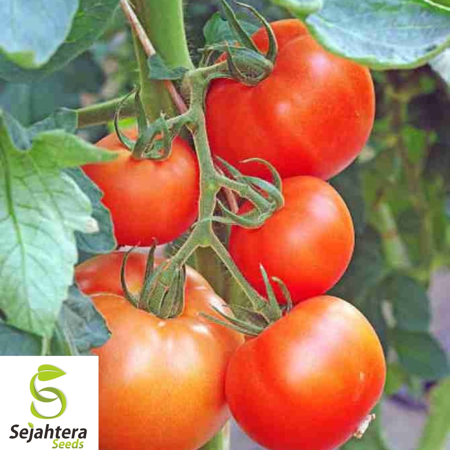 10+ Trip L Crop Tomato Seeds - Tomato Tree, Huge, Rare, Heirloom, Non-GMO