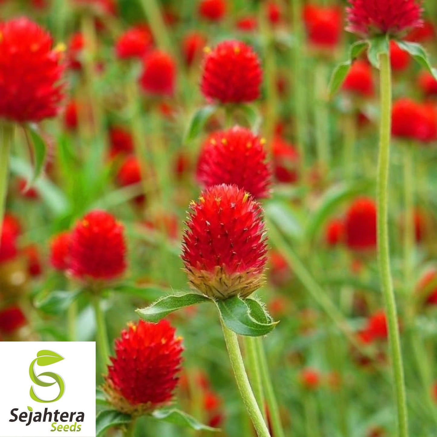 Strawberry Fields Globe Amaranth Seeds {Gomphrena haageana} 20+ Seeds