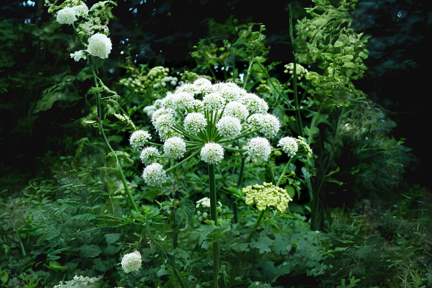 Dong Quai Female Ginseng (Angelica sinensis)