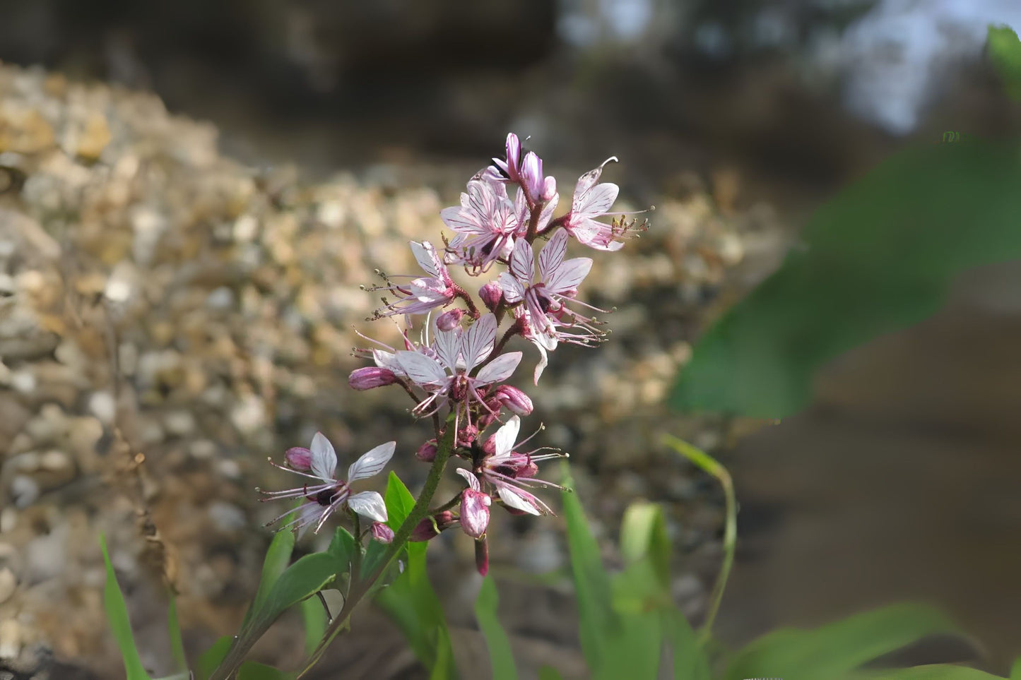 Burning Rubra Purple-flowered Dittany Gas Plant (Dictamnus albus rubra)
