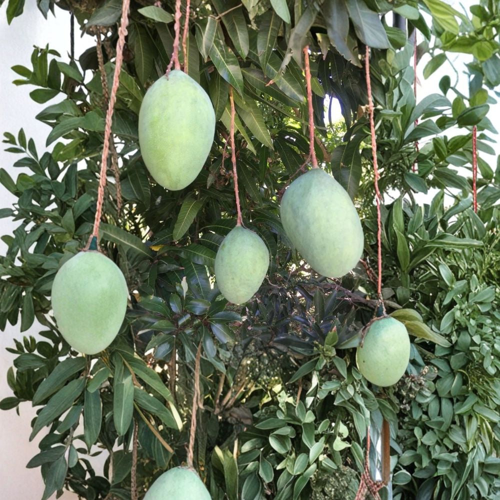 Pineapple Pleasure Mango Tree – Mangifera indica Grafted Organic Live Tree | 4 Feet Tall | SE Florida Grown Rare Tropical Flavor | Large Juicy Fruit | Premium Collector Variety