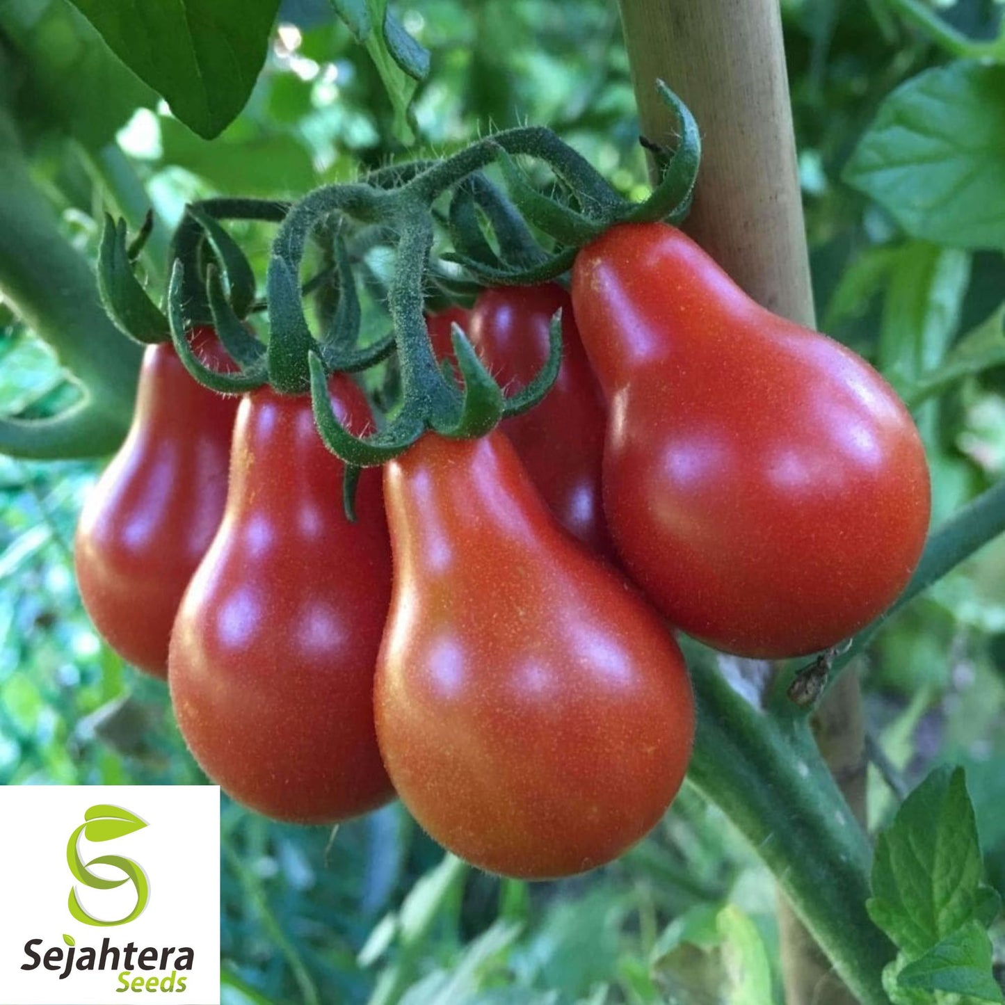 30 Red Pear Tomato Seeds - Non-GMO, Sweet & Vibrant Heirloom Variety