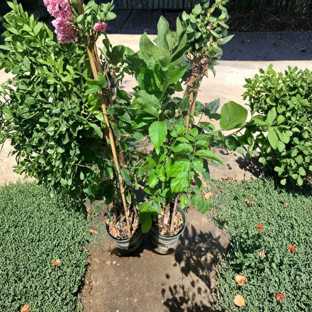 Wisteria ‘Shiro-Beni Silky’ – Fragrant Climbing Vine Live Plant | 2 Feet Tall | Includes 6” Nursery Pot Highly Scented Blooms | Profuse Spring Flowering | Perfect for Trellis