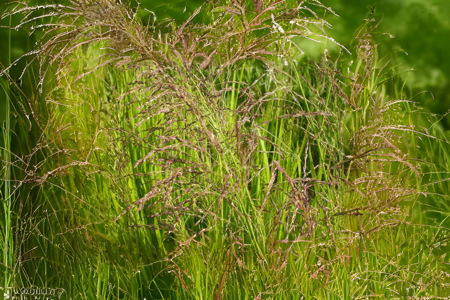 American Mannagrass Reed Meadowgrass Tall Manna Grass (Glyceria grandis)