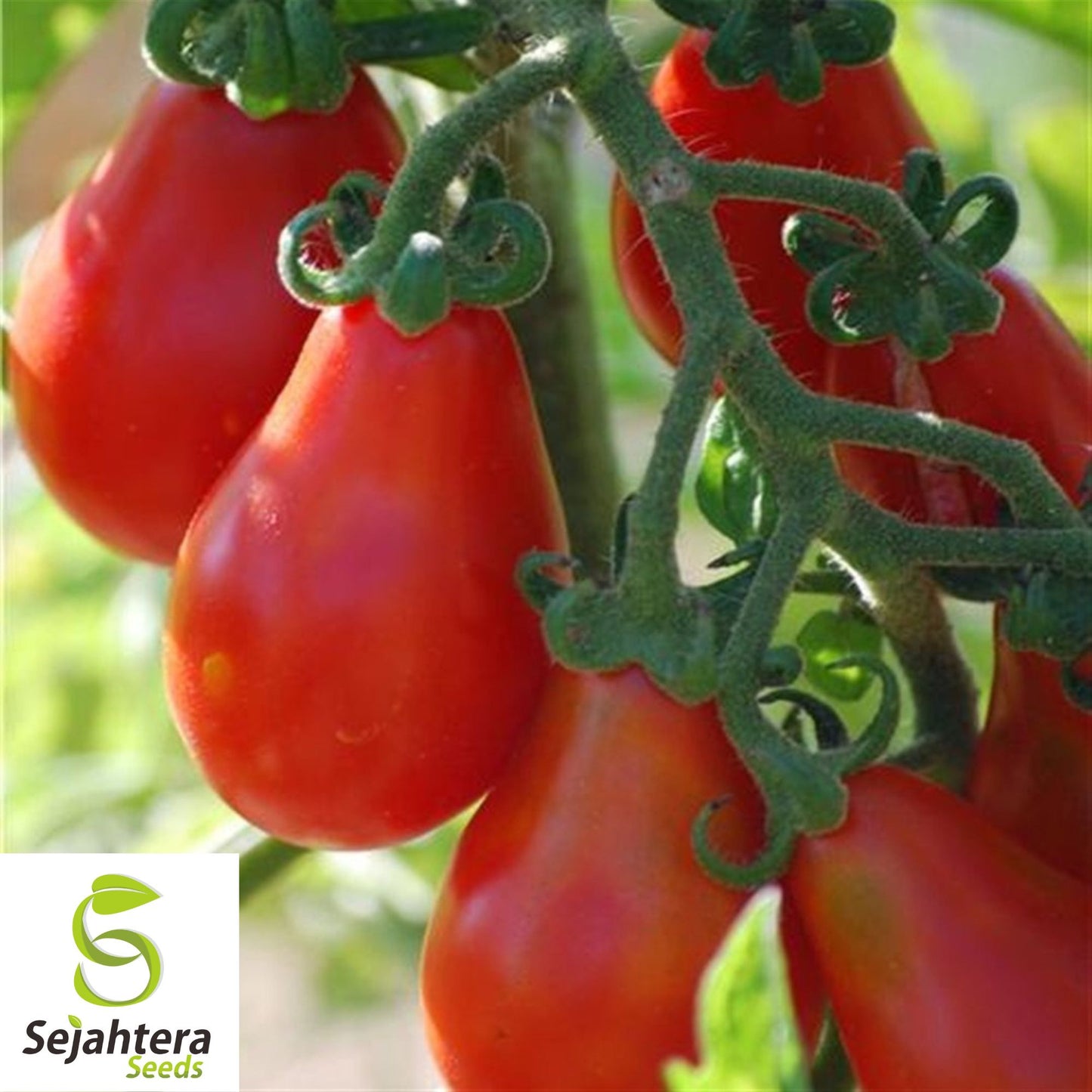 30 Red Pear Tomato Seeds - Non-GMO, Sweet & Vibrant Heirloom Variety