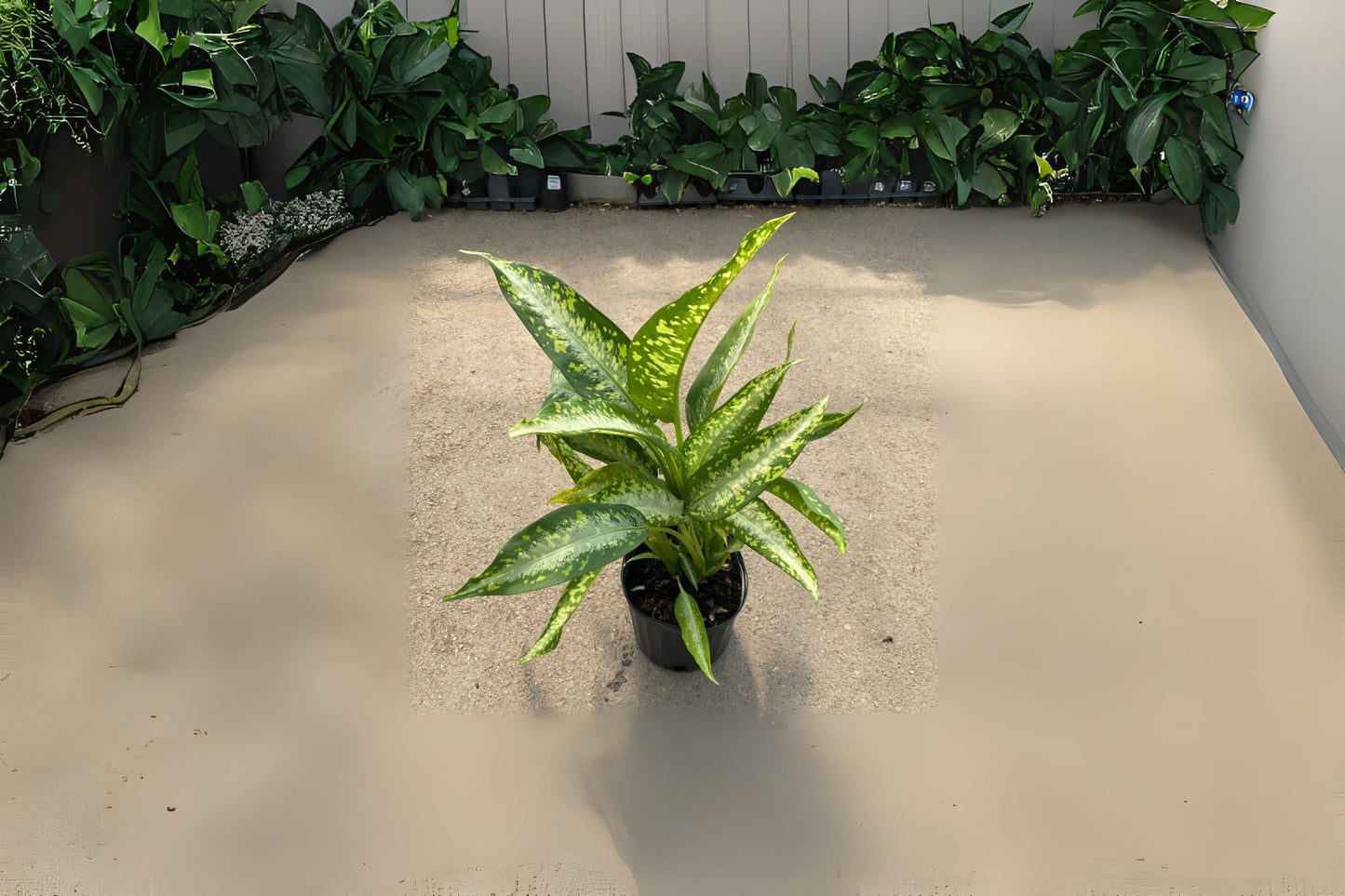 Dieffenbachia Panther Live Plant - 6 in Pot - Bold Variegated Tropical Houseplant - Easy Care Air Purifying Plant