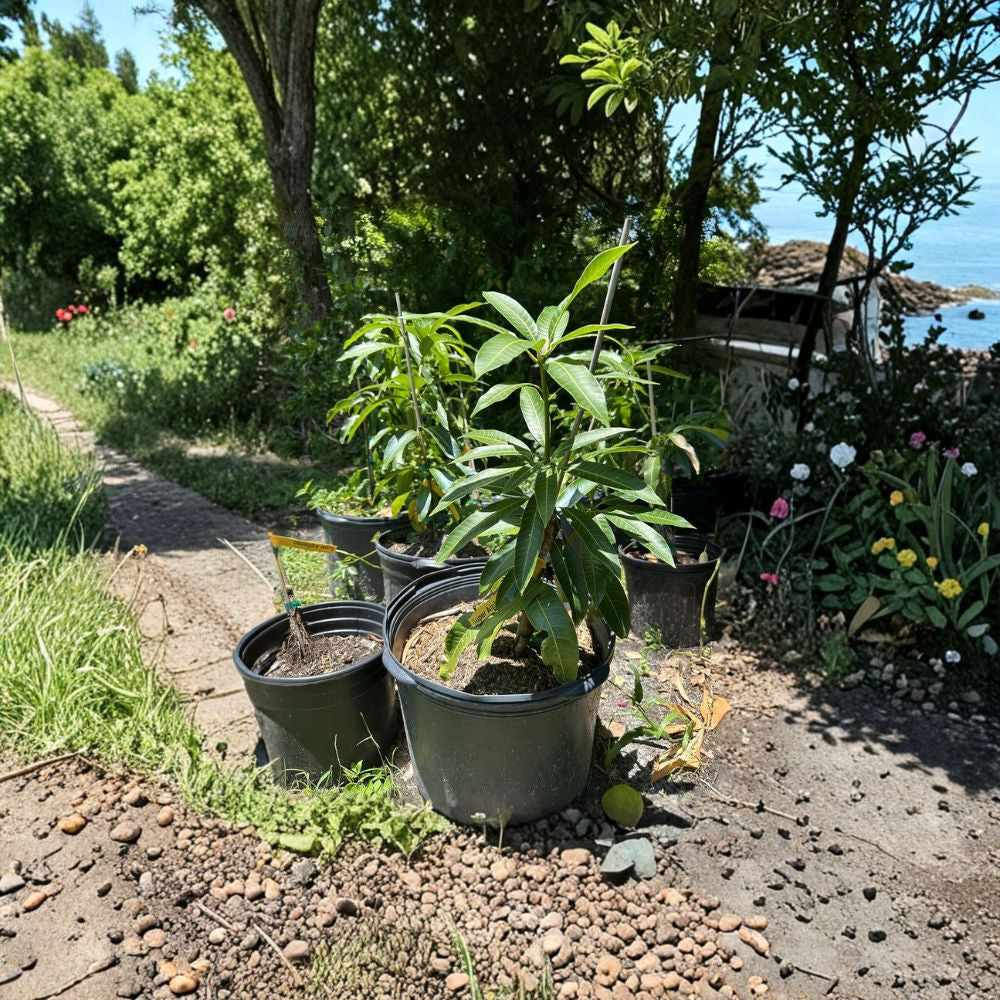 Carrie Semi-Dwarf Mango Tree – Mangifera indica Grafted Live Tree | 2–4 Feet Tall | 3-Gal Container Fiberless & Ultra-Sweet | Compact Growth | Ships to All States