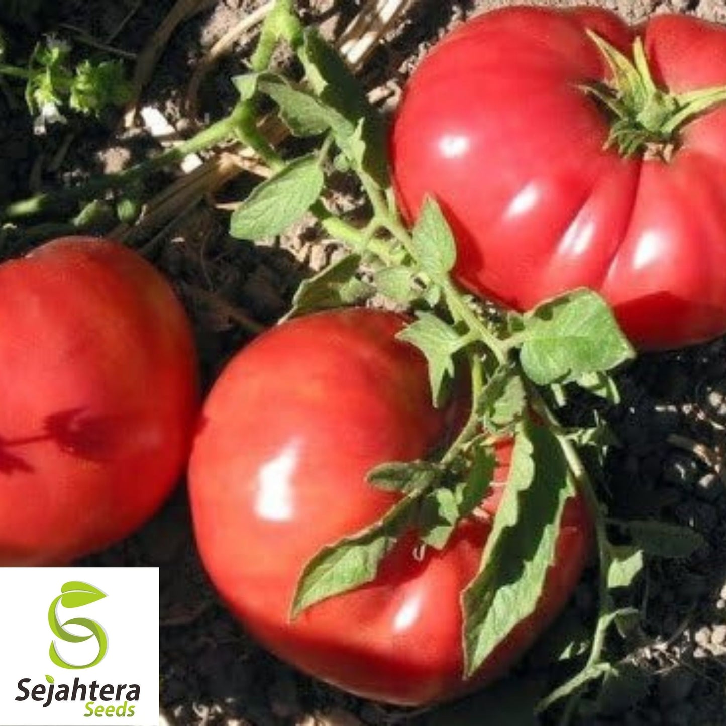 German Johnson Tomato Seeds 50 Ct | Heirloom NON-GMO Vegetable Garden USA