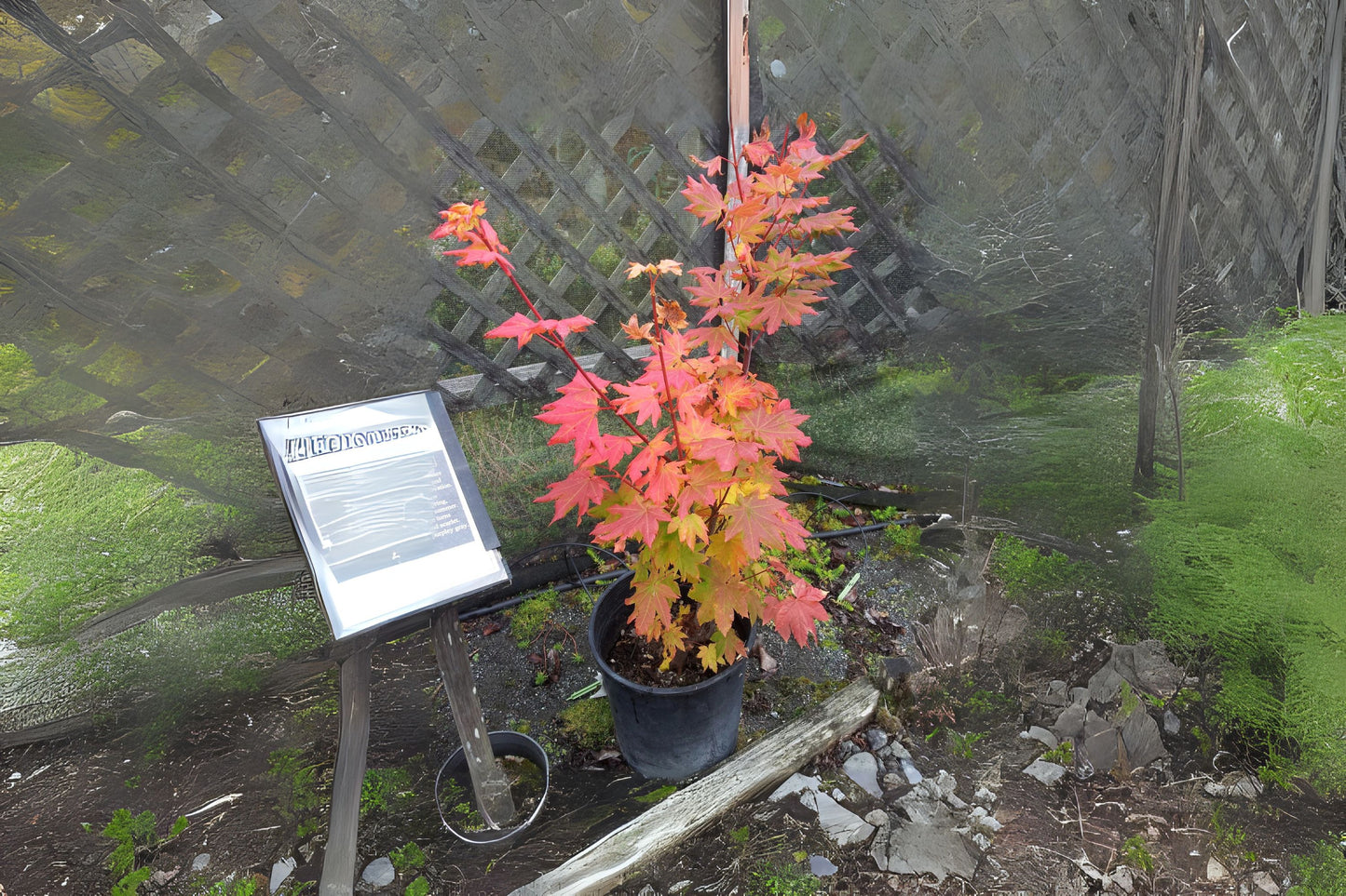 Korean Maple (Acer pseudosieboldianum)