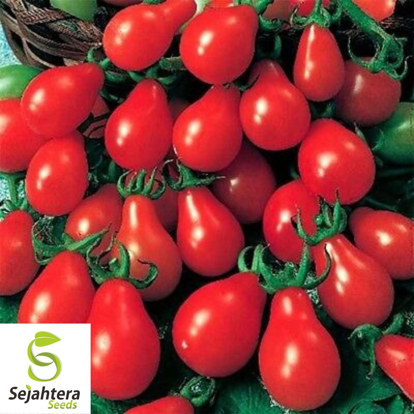 30 Red Pear Tomato Seeds - Non-GMO, Sweet & Vibrant Heirloom Variety