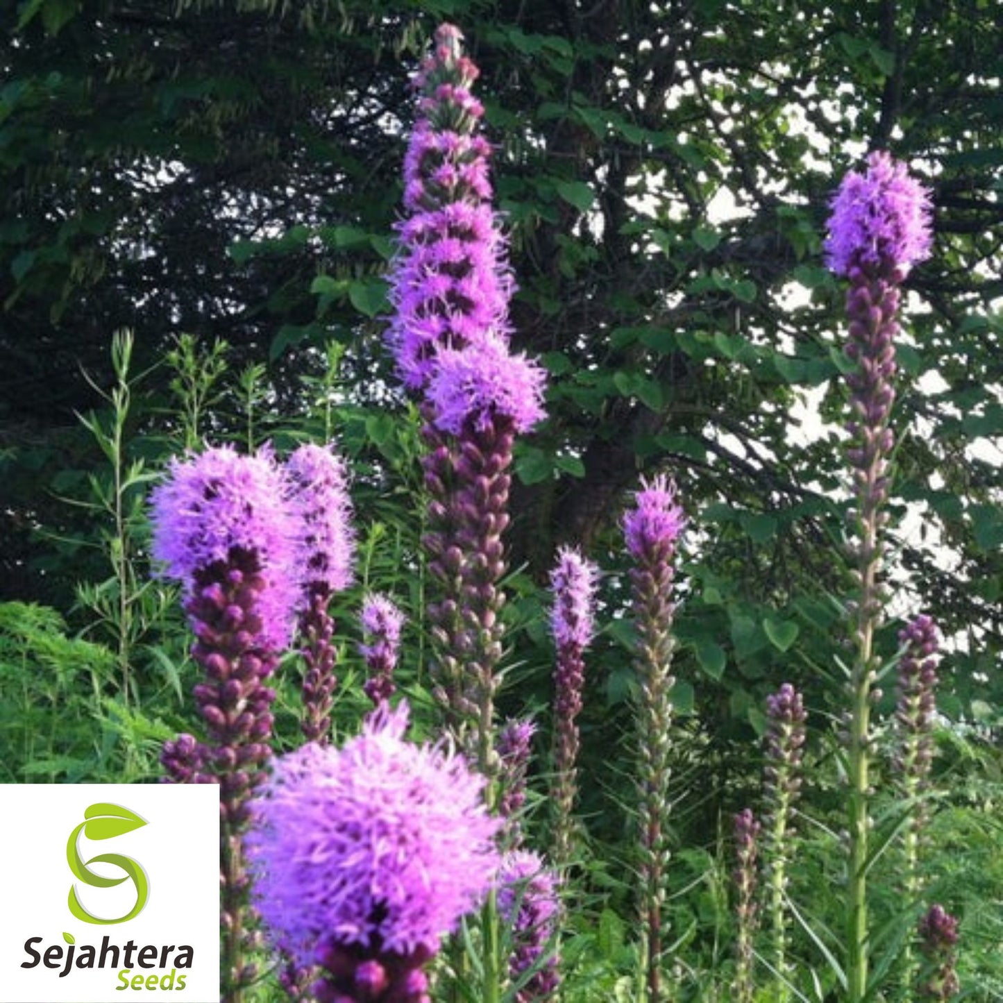 100+ Gayfeather Seeds - Liatris Spicata, Spiked Flowers, Non-GMO