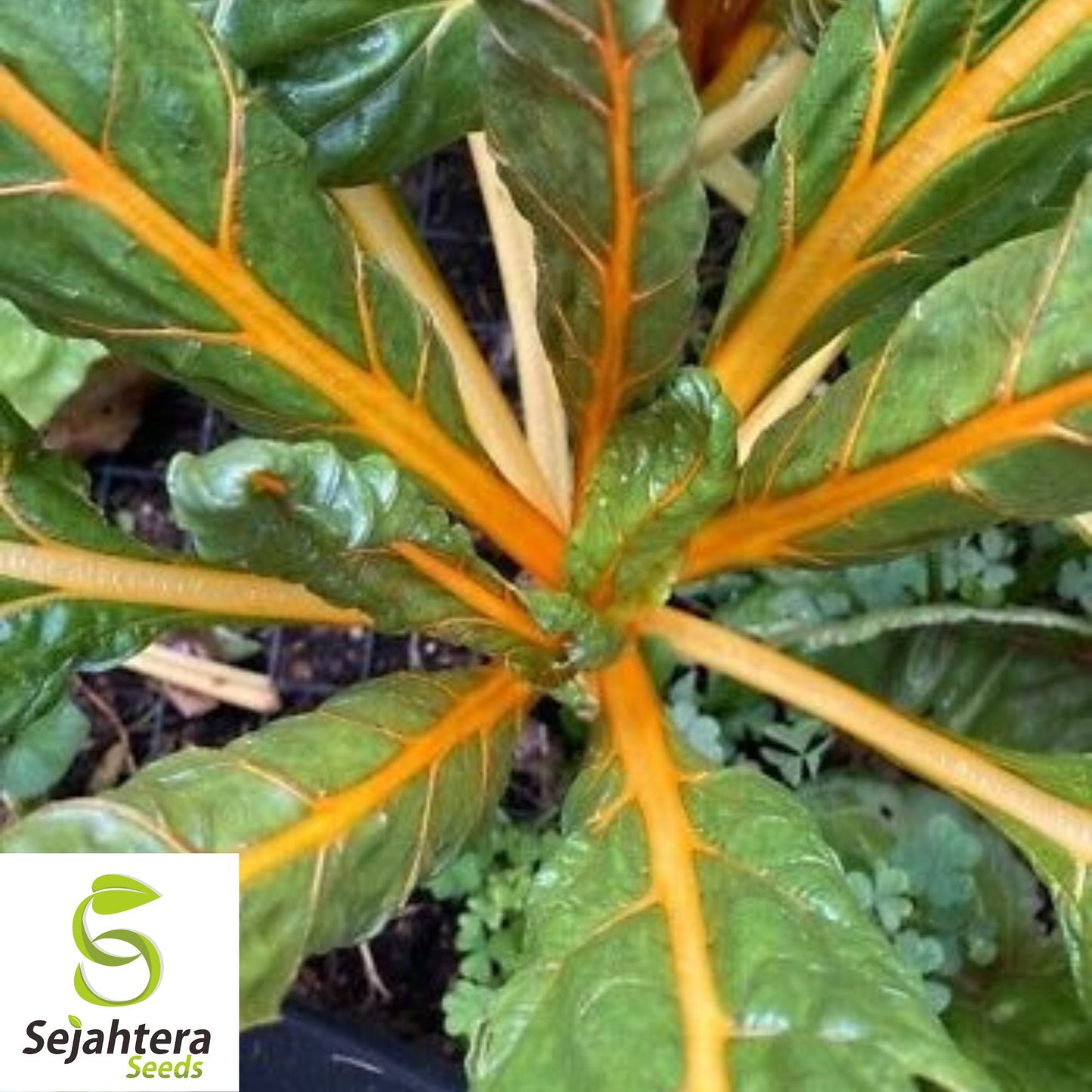 100 Orange Fantasia Swiss Chard Seeds - Heirloom, Non-GMO, Vibrant Vegetable