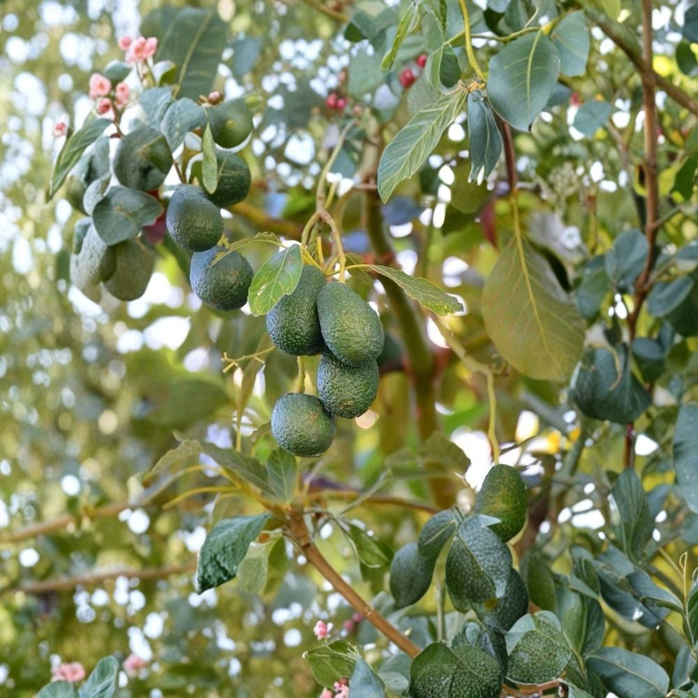 Avocado Tree – Persea americana Live Avocado Plant | 10 Inches Tall | Pot Included Ready to Plant • Healthy Green Foliage