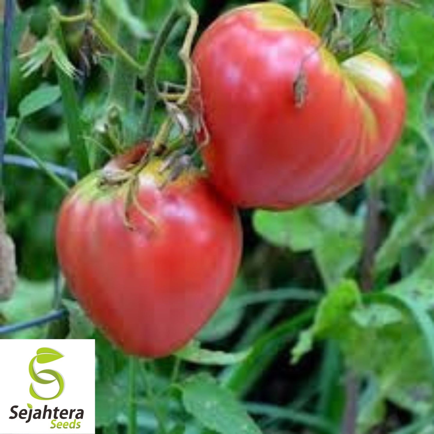 30 Pink Oxheart Tomato Seeds - Non-GMO, Sweet & Juicy Heirloom Variety