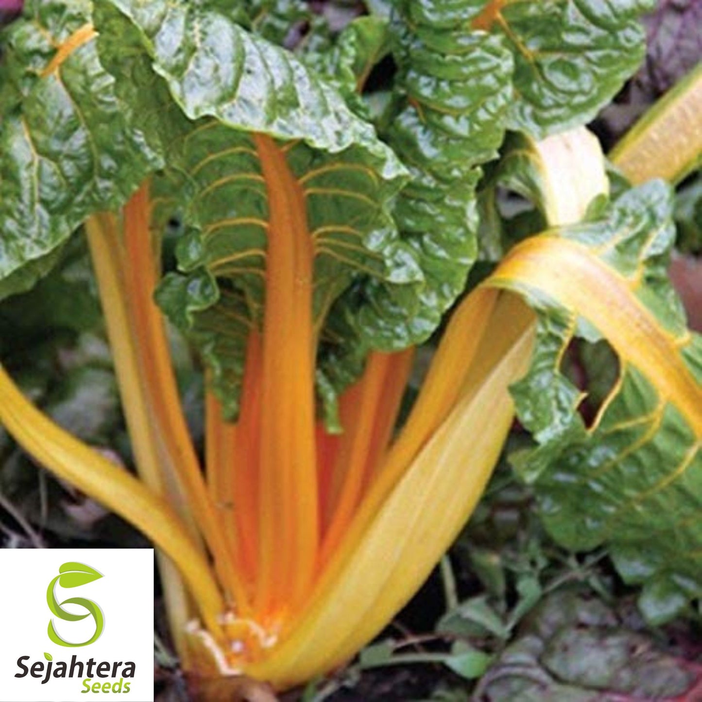 100 Orange Fantasia Swiss Chard Seeds - Heirloom, Non-GMO, Vibrant Vegetable