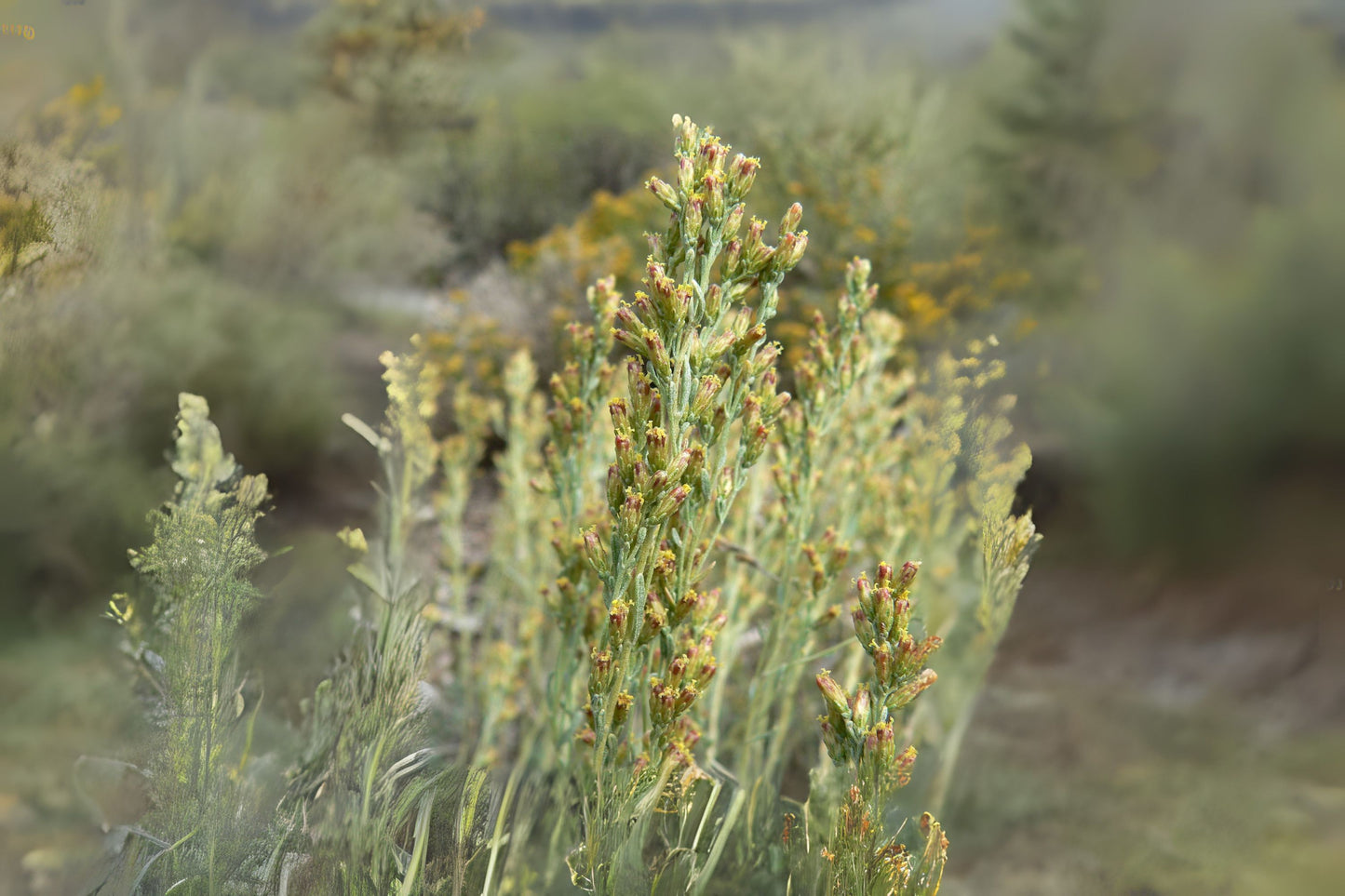 Black Sagebrush (Artemisia nova)