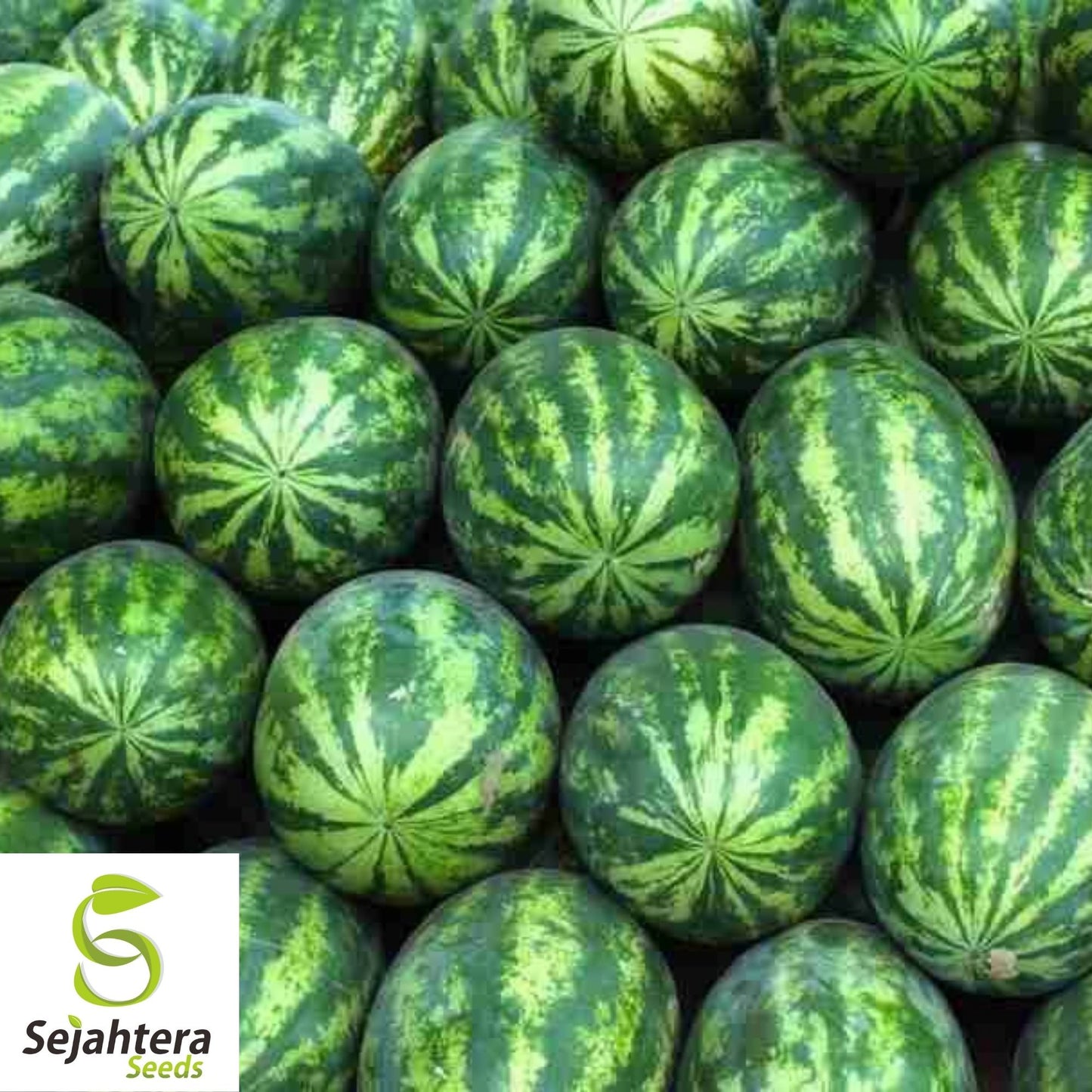 Congo Watermelon Seeds 25 Ct | 35-50 lb Sweet Fruit NON-GMO USA