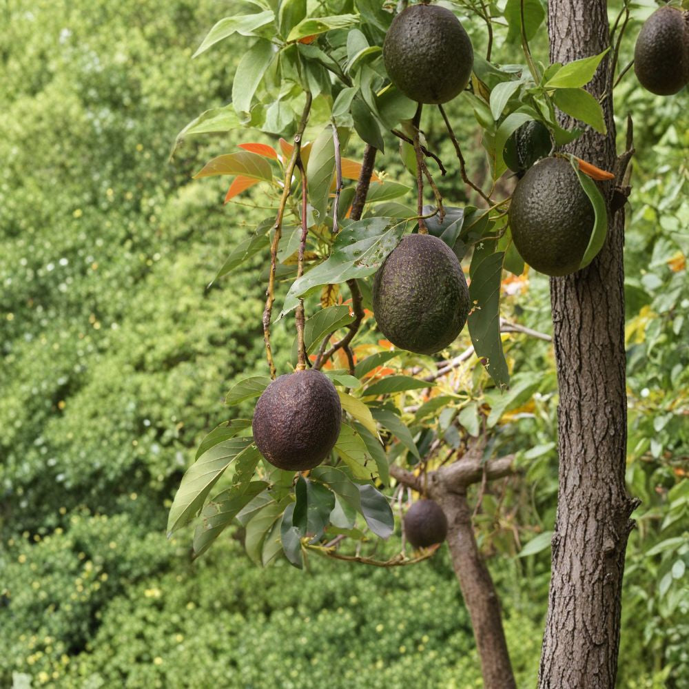 Grafted Hass Avocado Tree – Persea americana Live Grafted Avocado Plant | 1 Gallon Container Hass Variety on Strong Zutano Rootstock