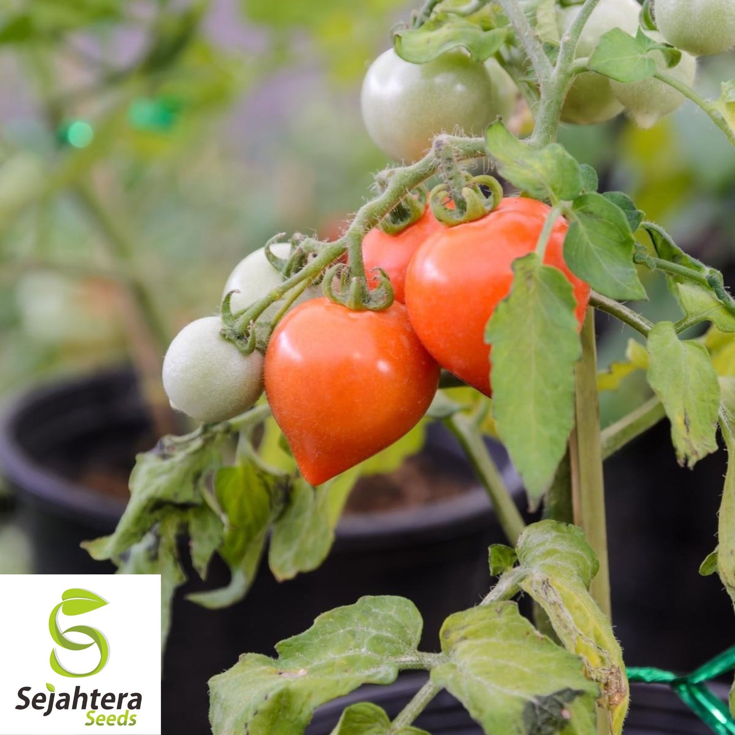 30 Pink Oxheart Tomato Seeds - Non-GMO, Sweet & Juicy Heirloom Variety