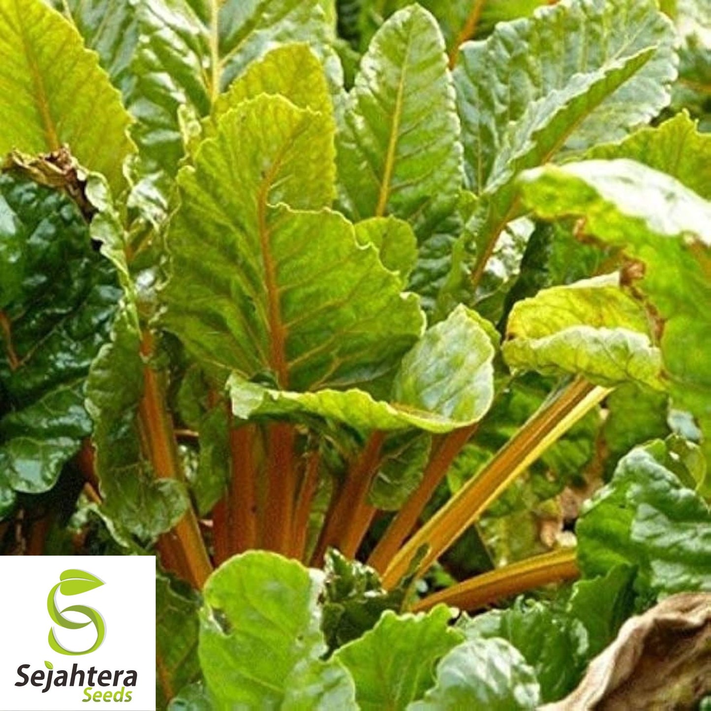 100 Orange Fantasia Swiss Chard Seeds - Heirloom, Non-GMO, Vibrant Vegetable