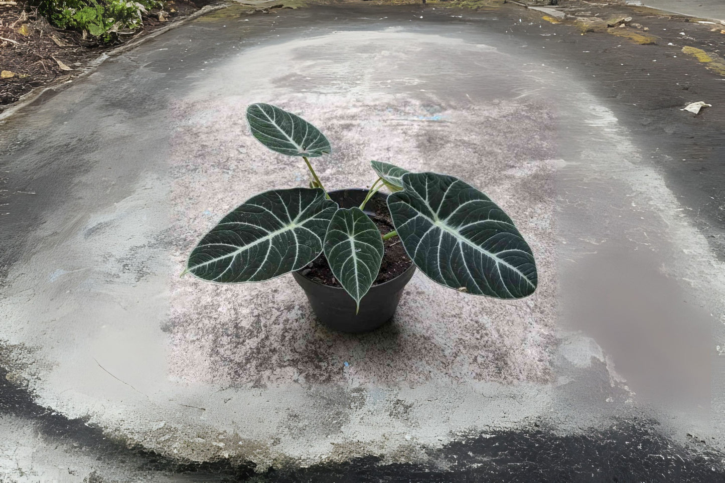 Alocasia reginula 'Black Velvet' 6" Pot | Dark Leaves with Silver Veins | Compact Perennial Houseplant