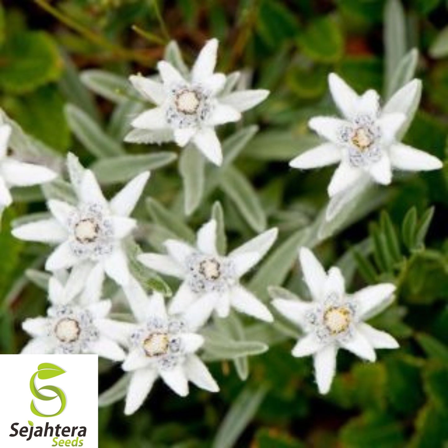 200+ Edelweiss Seeds - Leontopodium Alpinum, Alpine Herb, Heirloom & Hardy