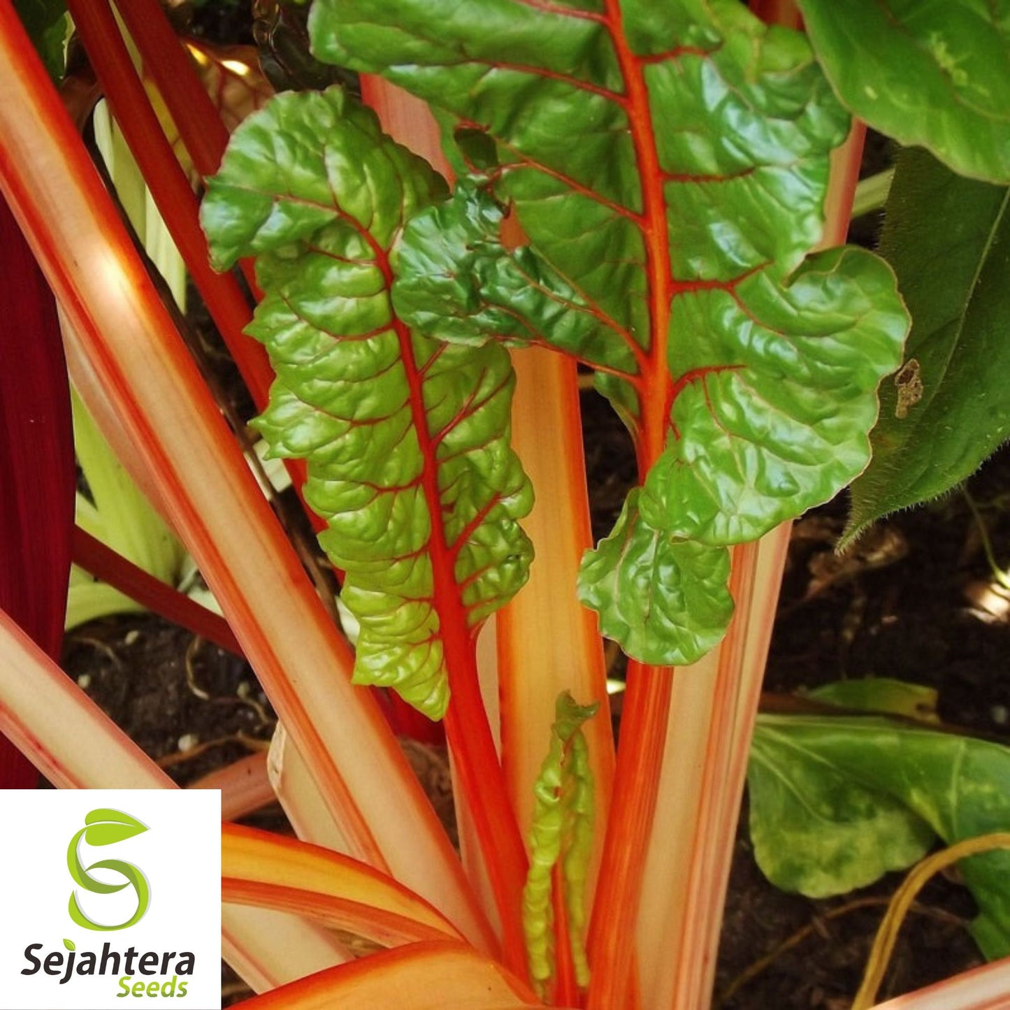 100 Orange Fantasia Swiss Chard Seeds - Heirloom, Non-GMO, Vibrant Vegetable