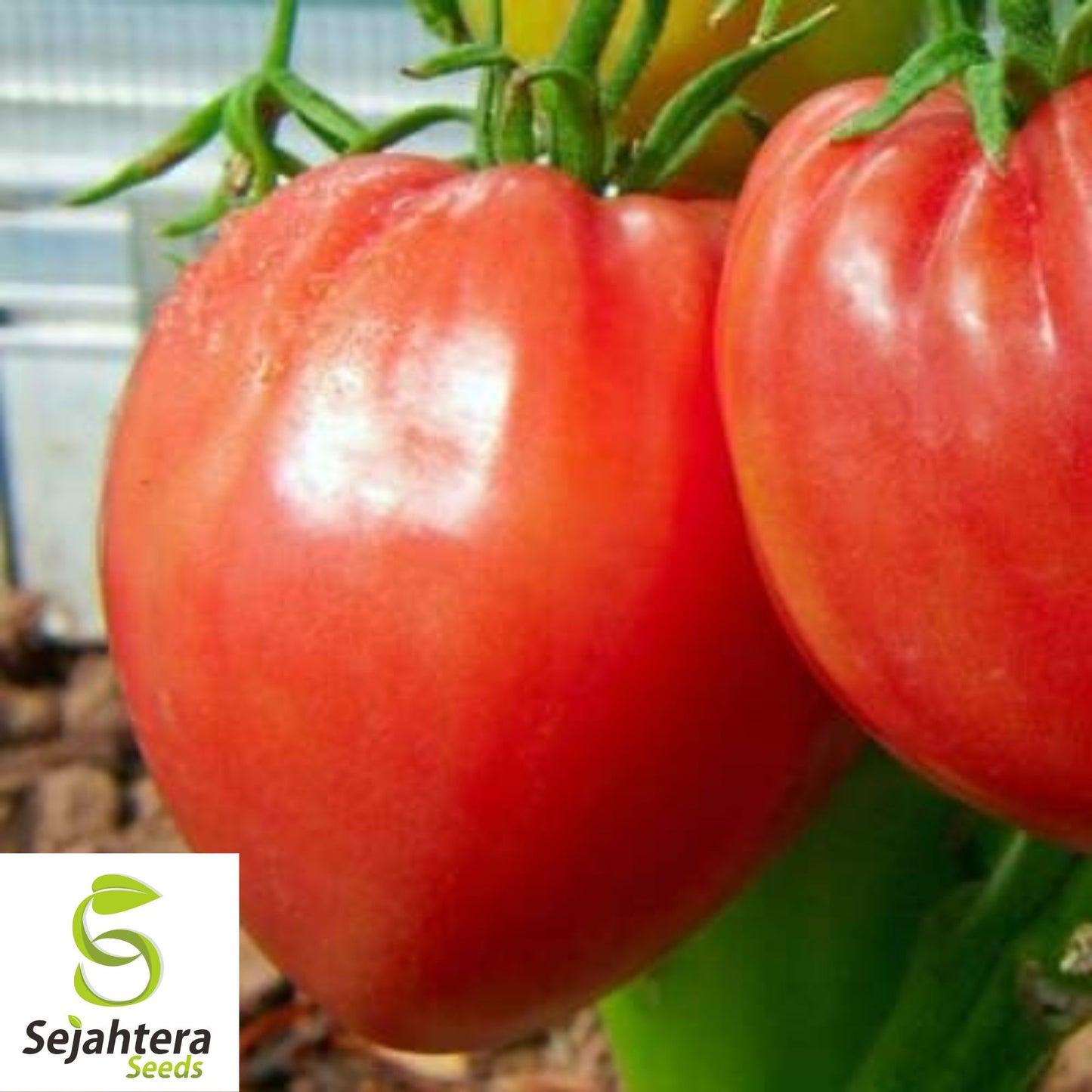 30 Pink Oxheart Tomato Seeds - Non-GMO, Sweet & Juicy Heirloom Variety