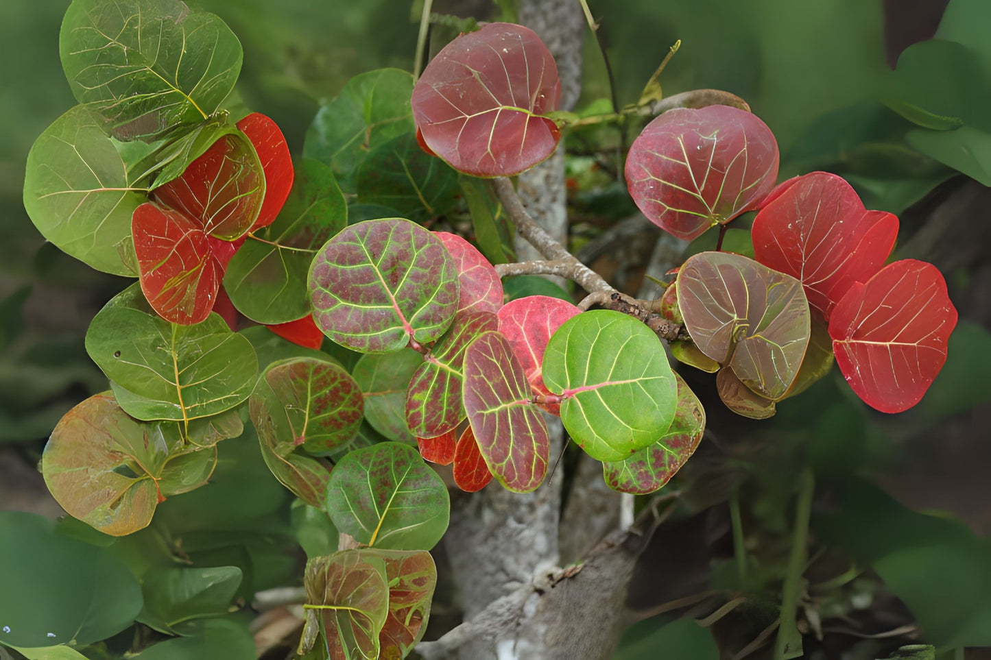 Sea Grape Live Plant - Large Bush, Coccoloba uvifera, Tropical Ornamental Tree for Coastal Landscaping and Edible Fruit