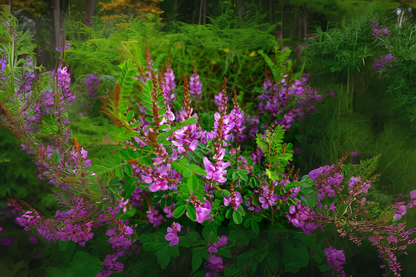 Indigo Bush (Indigofera pseudotinctoria)