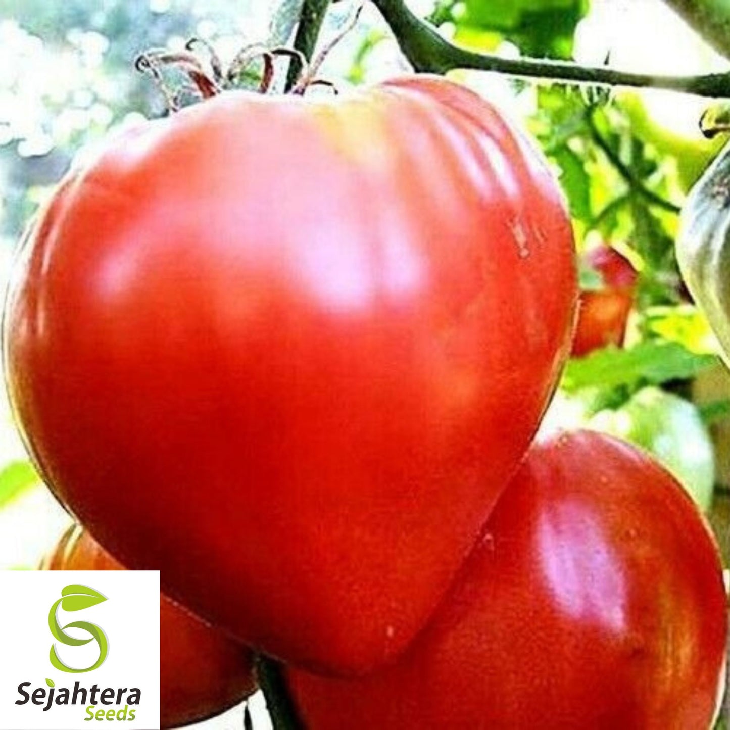 30 Pink Oxheart Tomato Seeds - Non-GMO, Sweet & Juicy Heirloom Variety