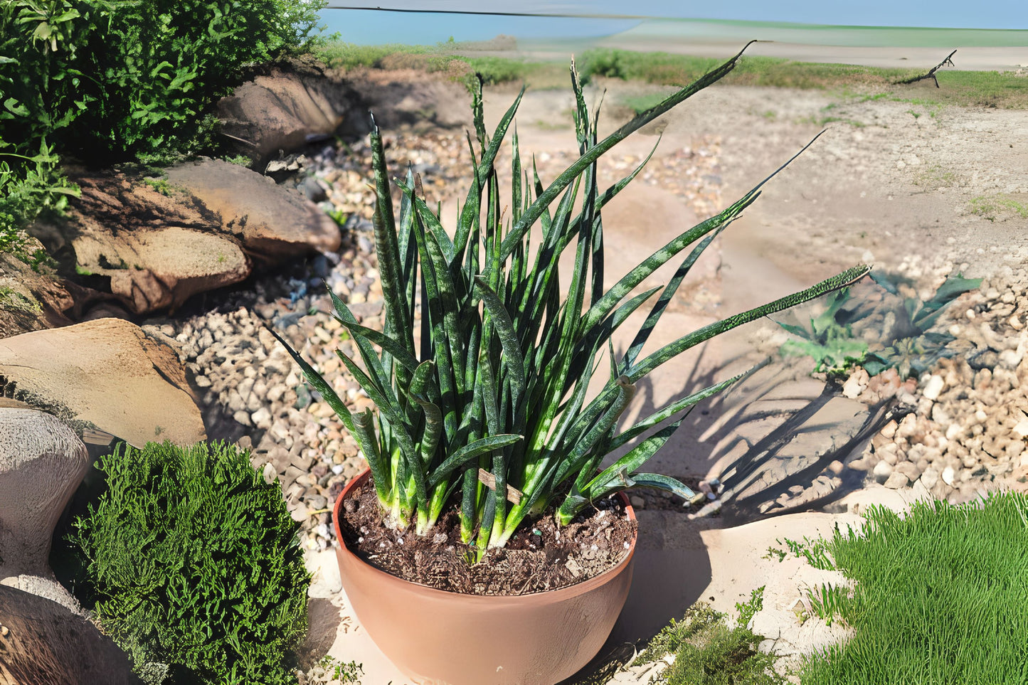 Sansevieria Fernwood Mikado Plant - 4" Pot - Snake Plant - Sansevieria trifasciata - Indoor Air Purifying Houseplant