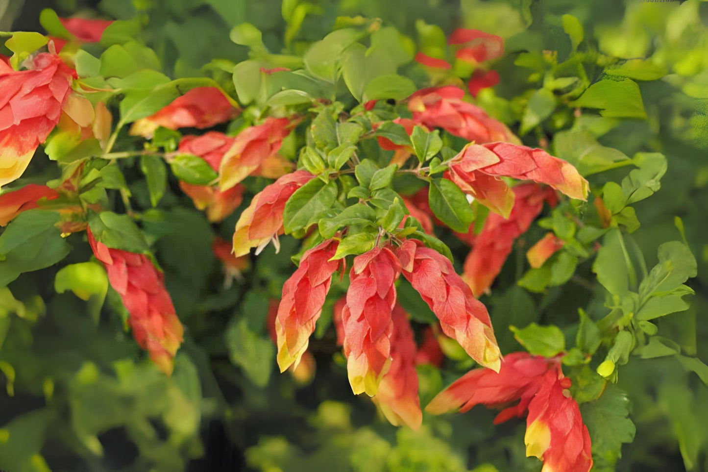 Red Shrimp Plant - 5in Pot - Vibrant Red Blooms - Justicia brandegeeana - Easy Care Indoor/Outdoor Plant for Hummingbirds and Butterflies