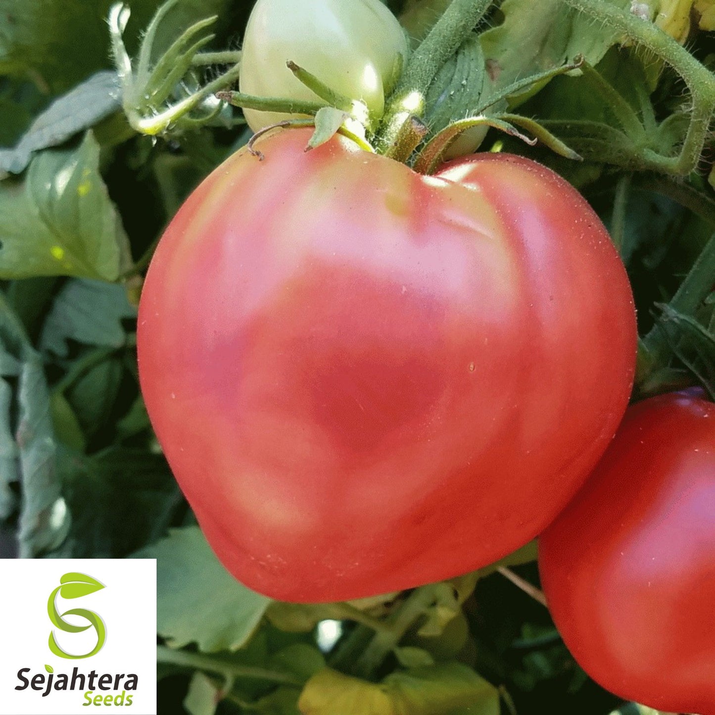 30 Pink Oxheart Tomato Seeds - Non-GMO, Sweet & Juicy Heirloom Variety