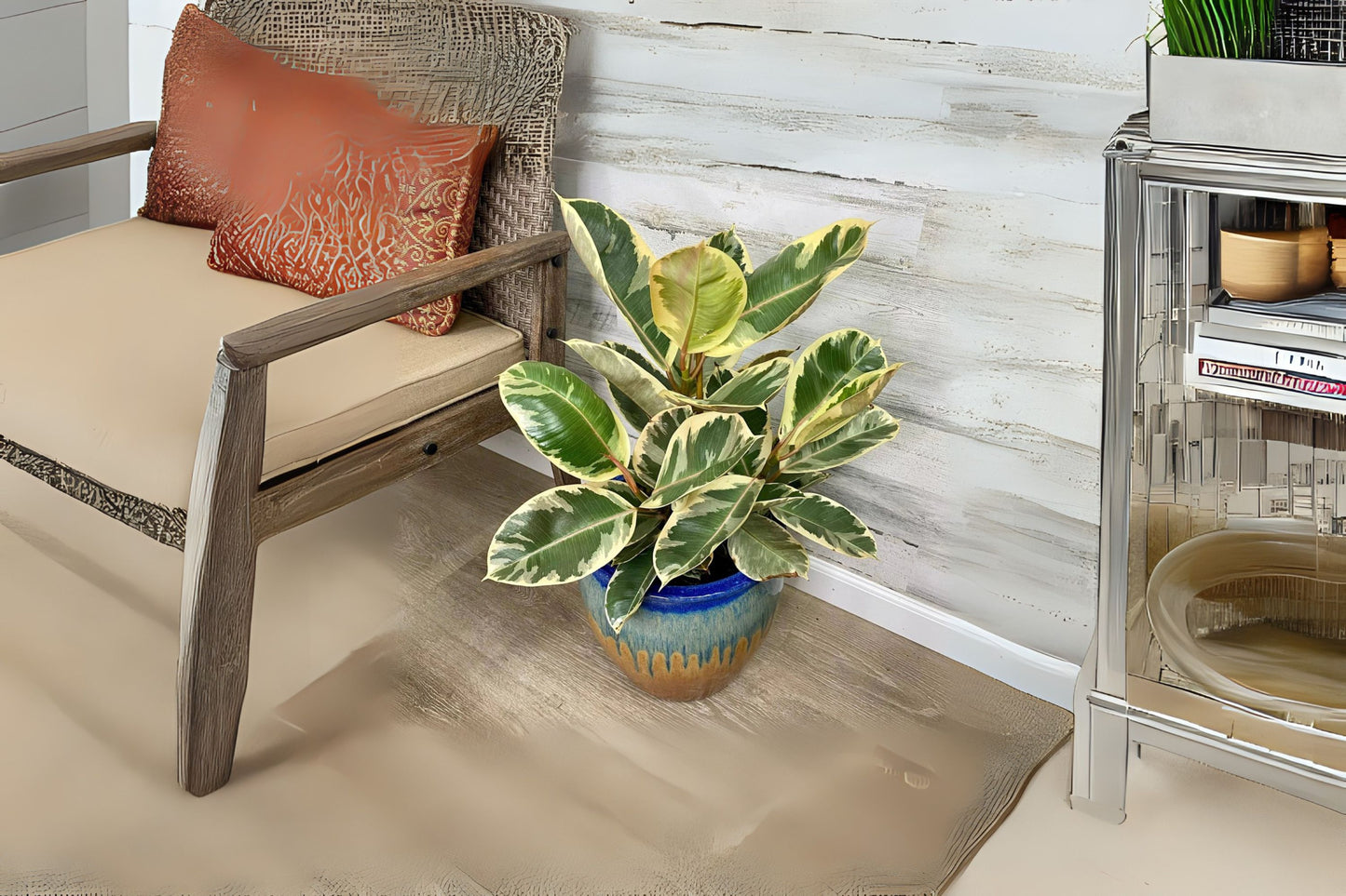 Ficus Tineke Double Stem Plant - Variegated Elastica Rubber - 3 Gallon Pot - Ficus elastica