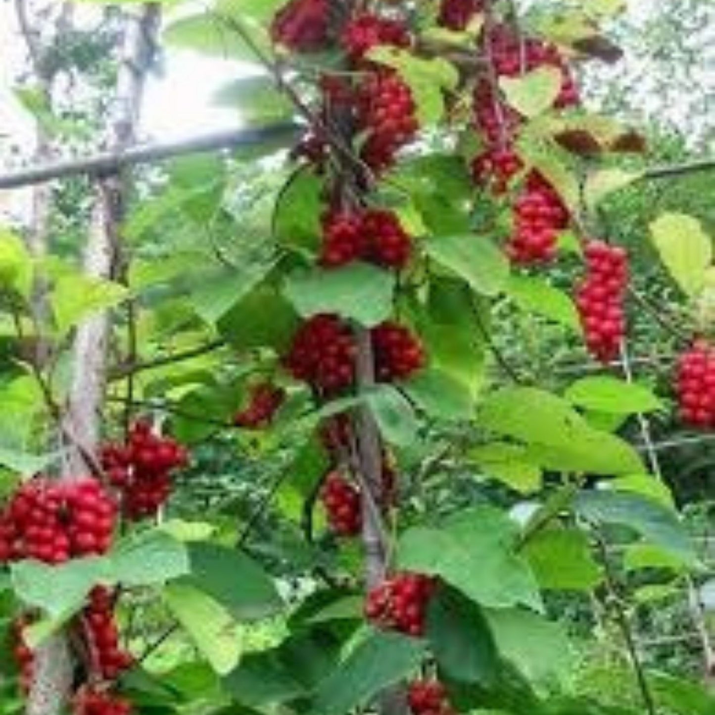 10+ Magnolia Vine Seeds - Schisandra Sphenanthera, Organic, Rare & Medicinal