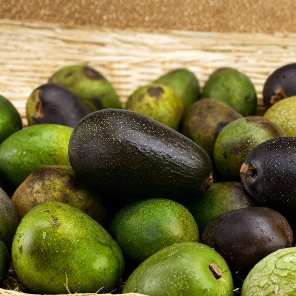 Fuerte Avocado Scions – Persea americana 4 Fresh Avocado Scions (Cuttings) Grafting Material • Sourced from a Productive Tree
