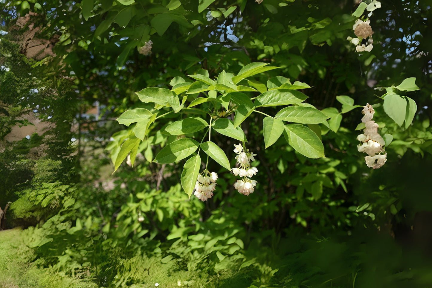 European Bladdernut (Staphylea pinnata)