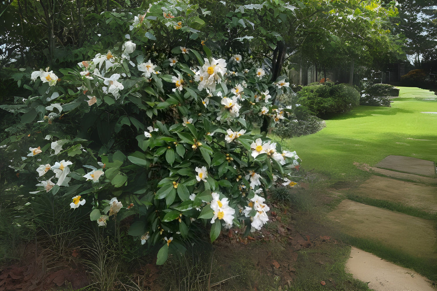 Tea-oil Camellia (Camellia oleifera)